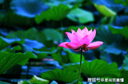 桃花指的是什么生肖未来三个月桃花旺盛4属相喜事临门爱情甜蜜生活更美好